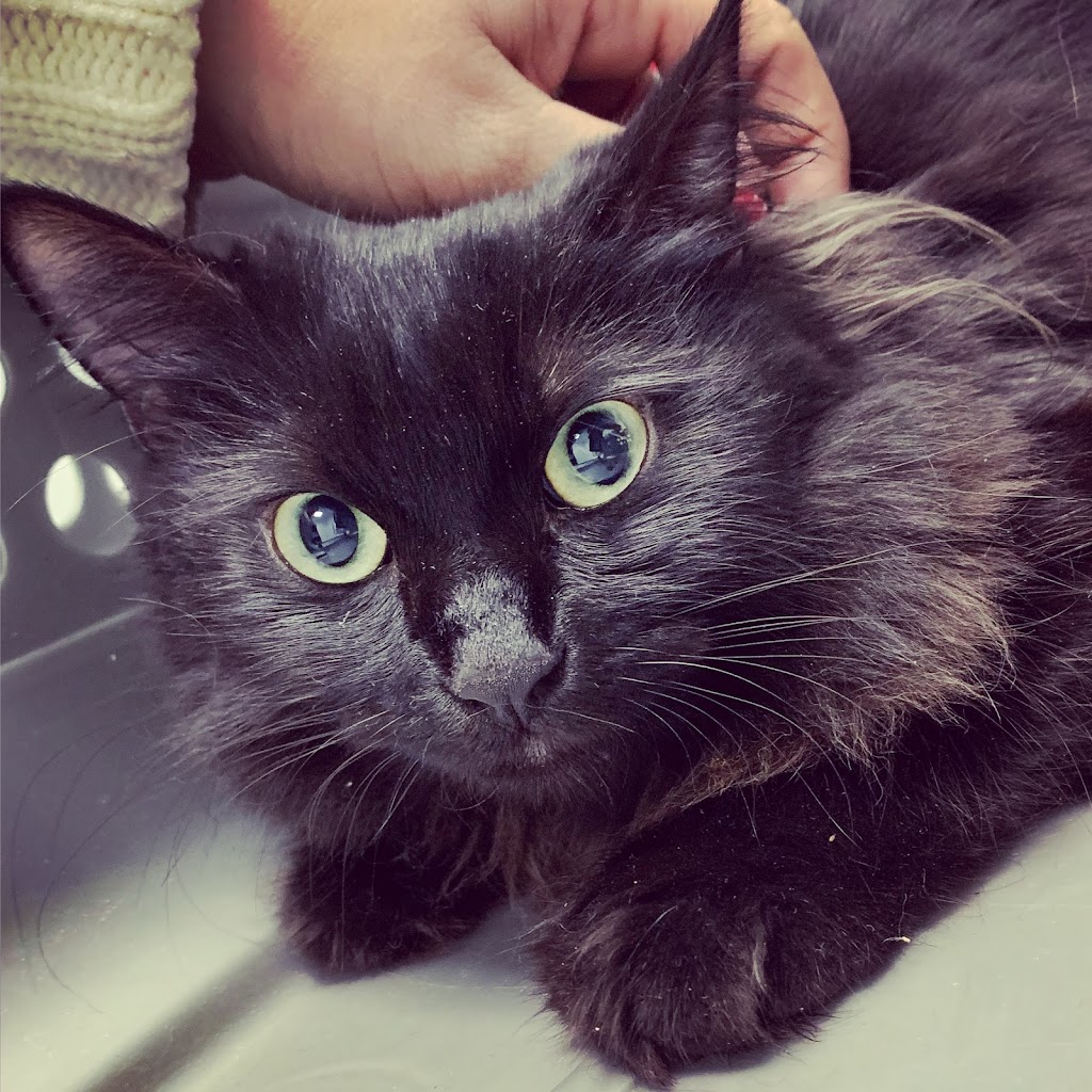 El Trebol Clinica Veterinaria