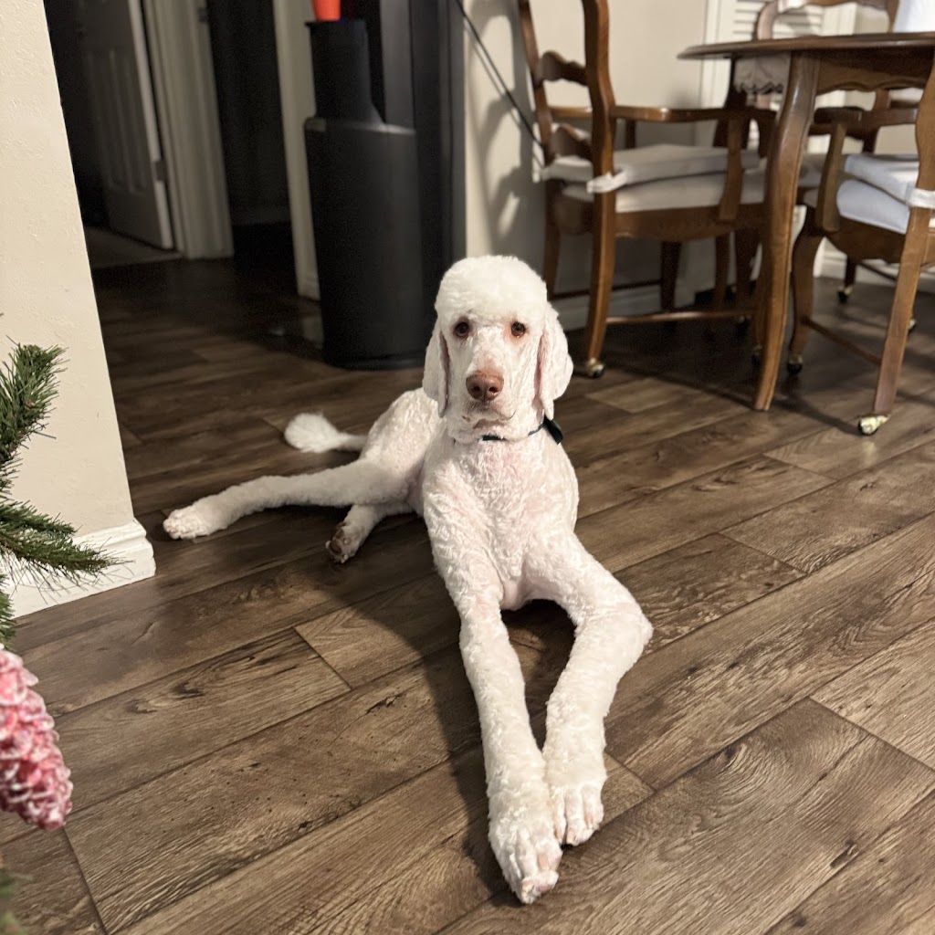 TLC Grooming in Millcreek