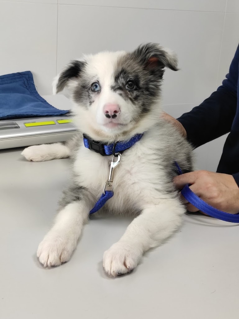 Clinica Veterinaria La Paz — Perro