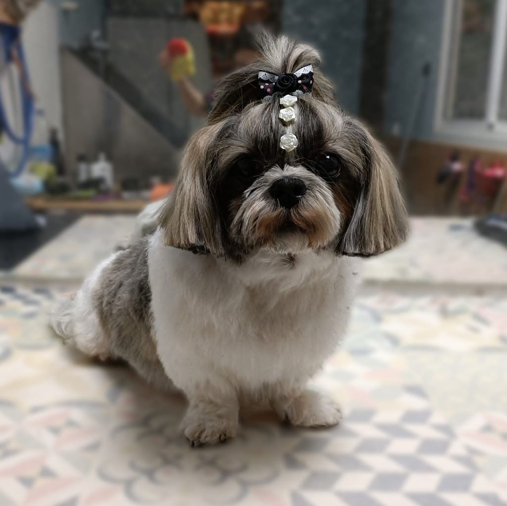 Can Raco Cliniques Veterinaries urgencies 24/7