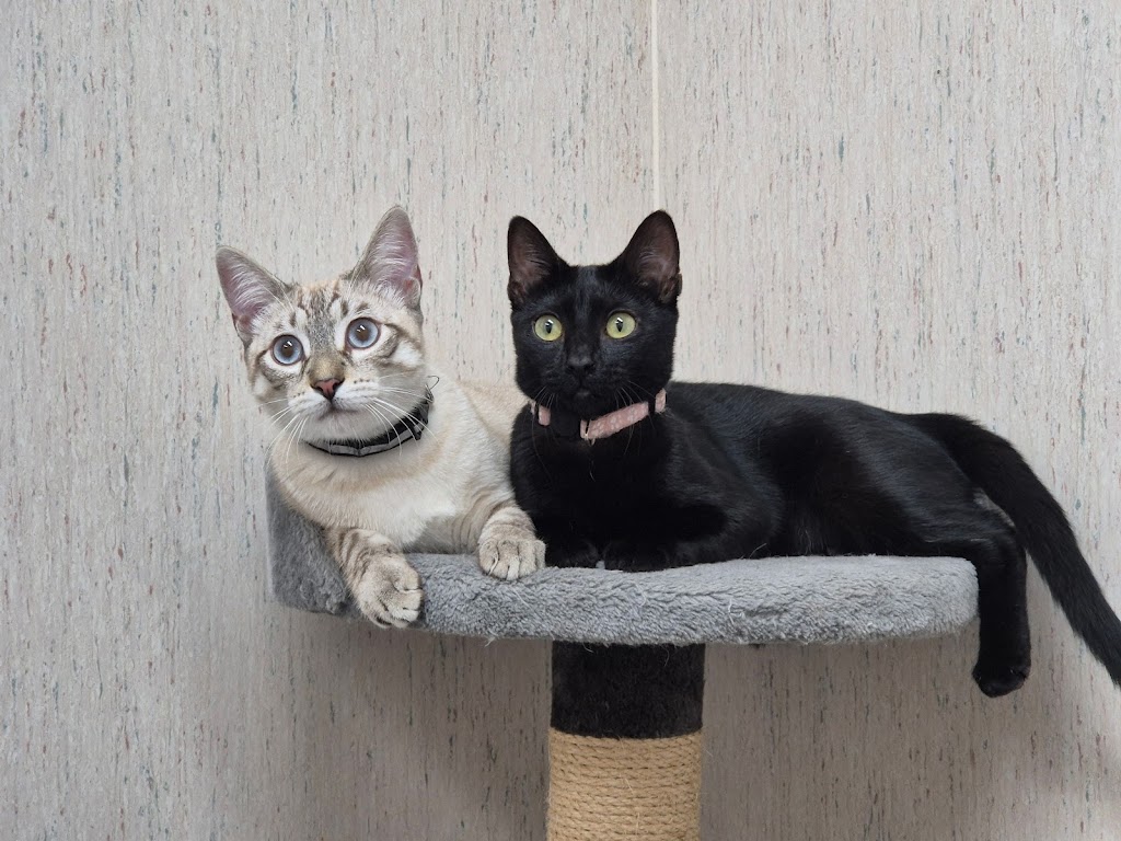 AniCura Bormujos Clinica Veterinaria — Gato