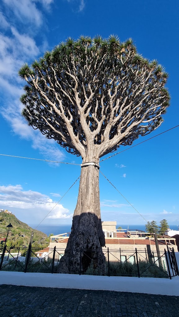 Drago de San Antonio