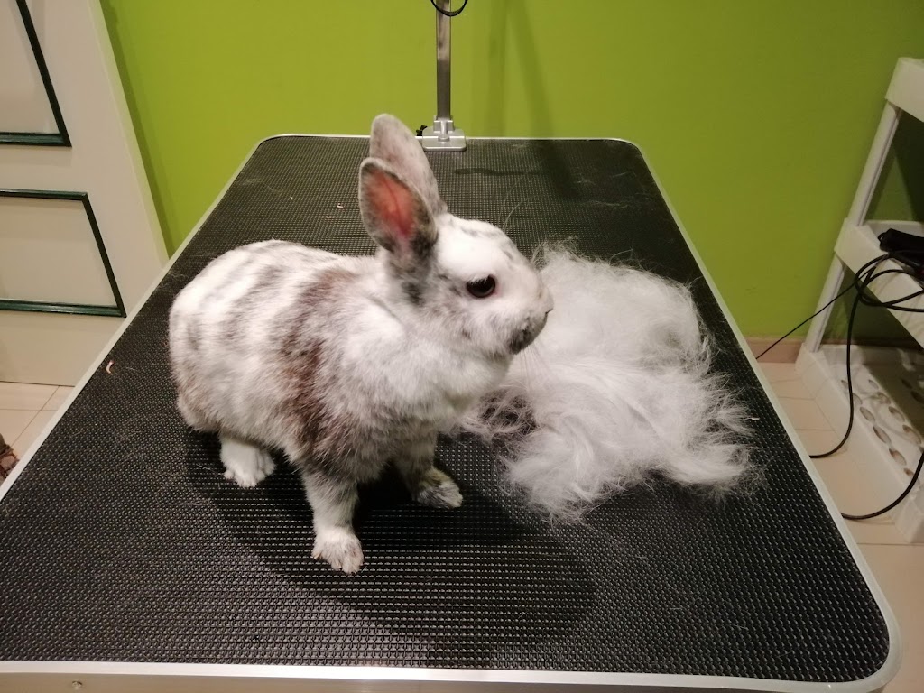 Clinica Veterinaria Alasthor — Conejo