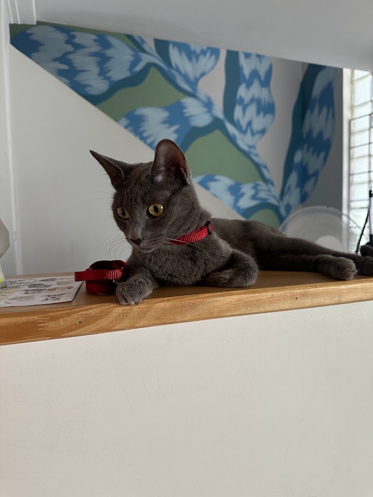 Gato