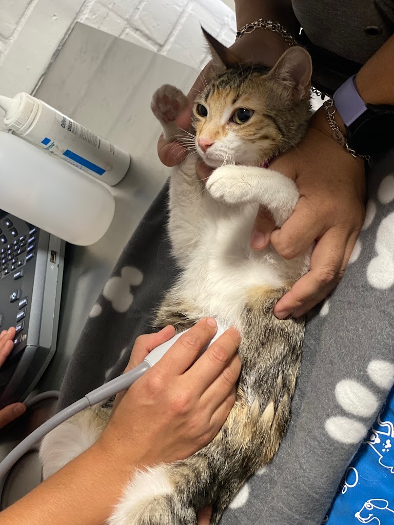 Gato
