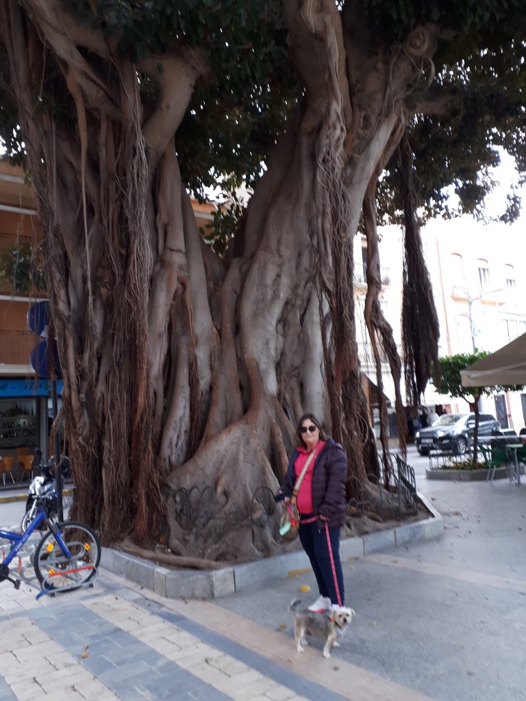 FICUS MACROPHYLLA CENTENARIOS DE AGUILAS (Moreton Bay Fig Tree)