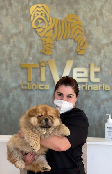 TIVET clinica Veterinaria — Del propietario