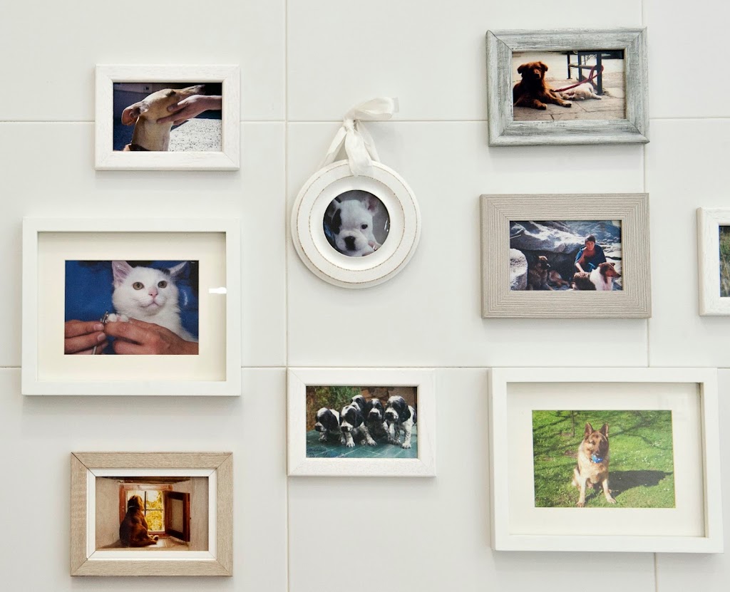 CAN CAT Clinica Veterinaria