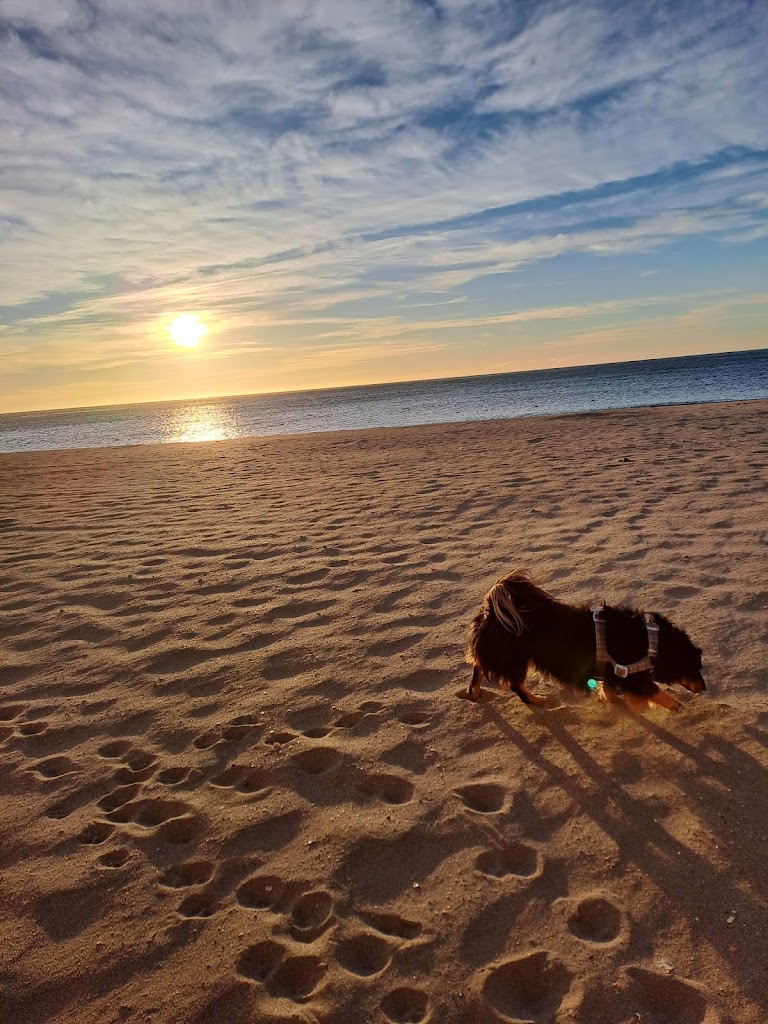 Mascotas Academia 21Brillos Peke