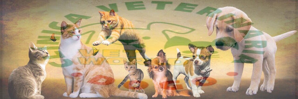 CLINICA VETERINARIA DOGO — Gato