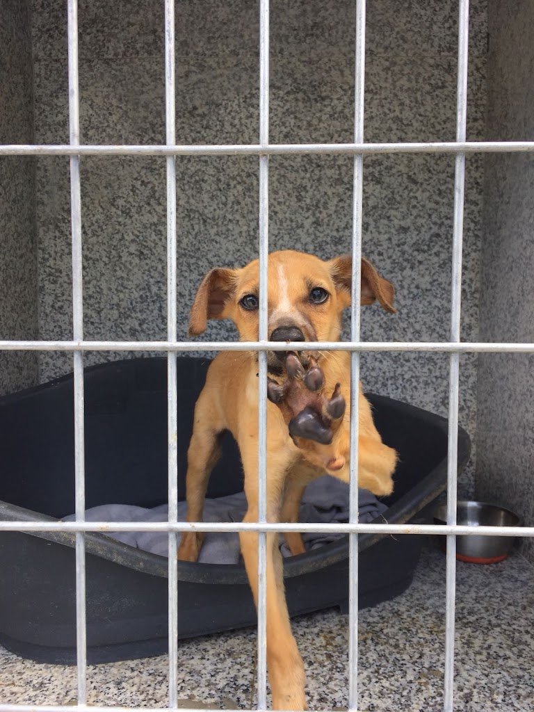 Asociacion Animal Care Espana