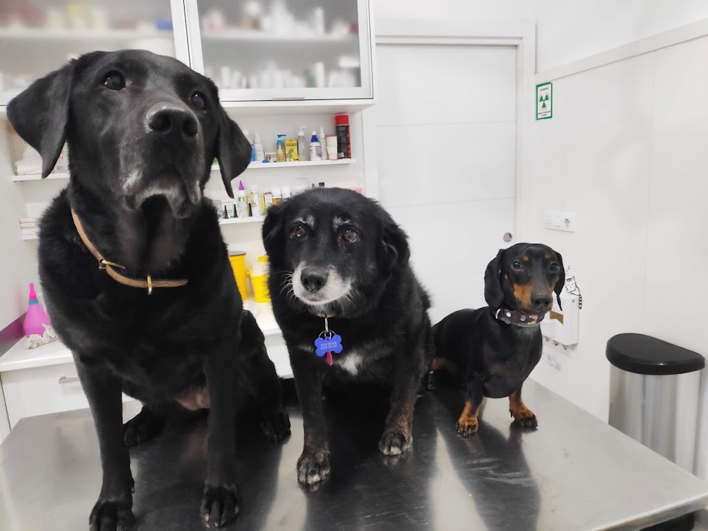 clinica veterinaria cannis24 — Del propietario