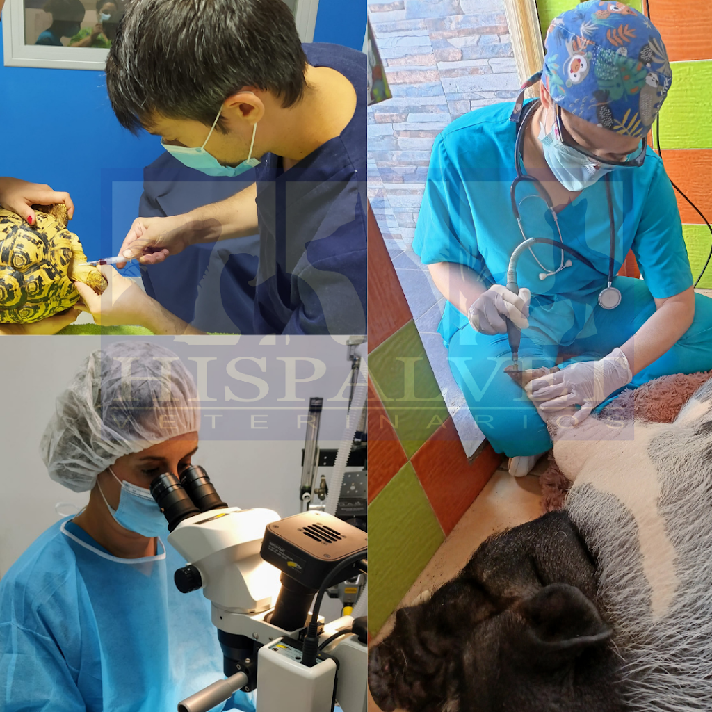HISPALVET VETERINARIOS