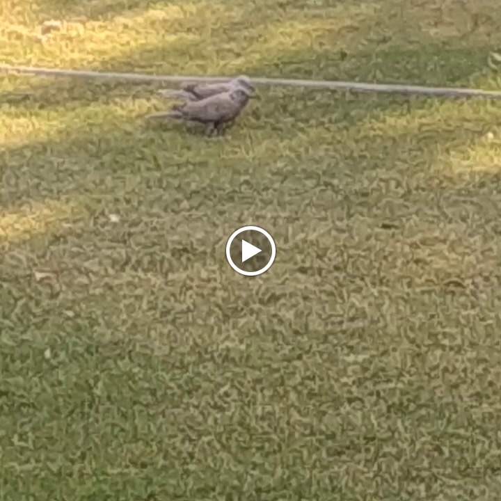 Videos