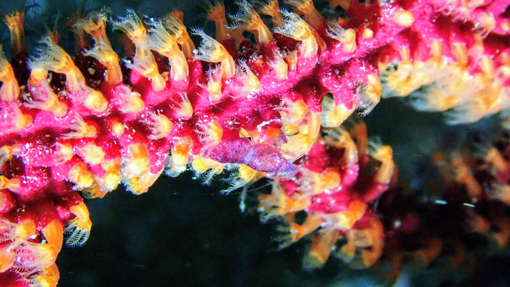 Aquatis Diving Lanzarote | Costa Teguise