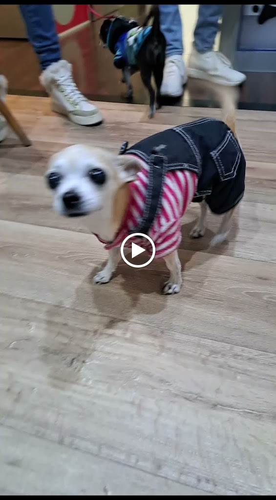 CanVetGos — Perro