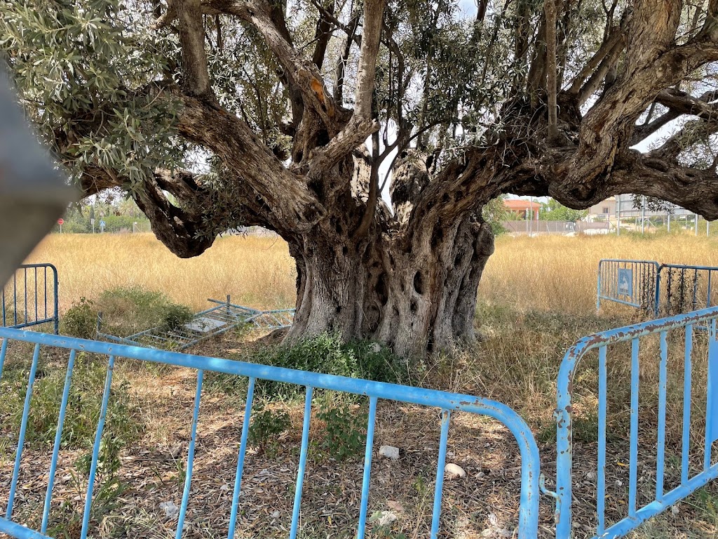 Olivo milenario