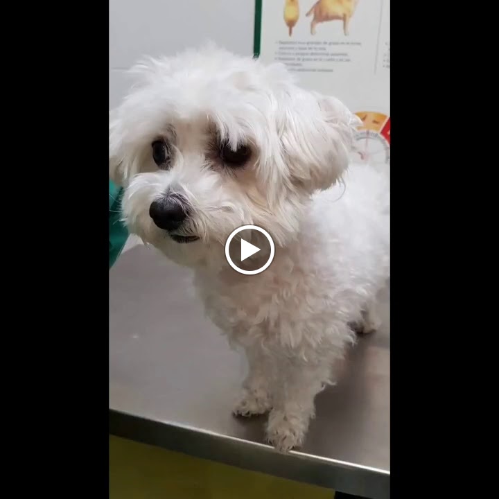 Clinica Veterinaria Silvican — Del propietario