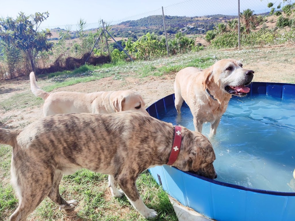 Home4udog Estepona |Dog boarding*Guarderia canina
