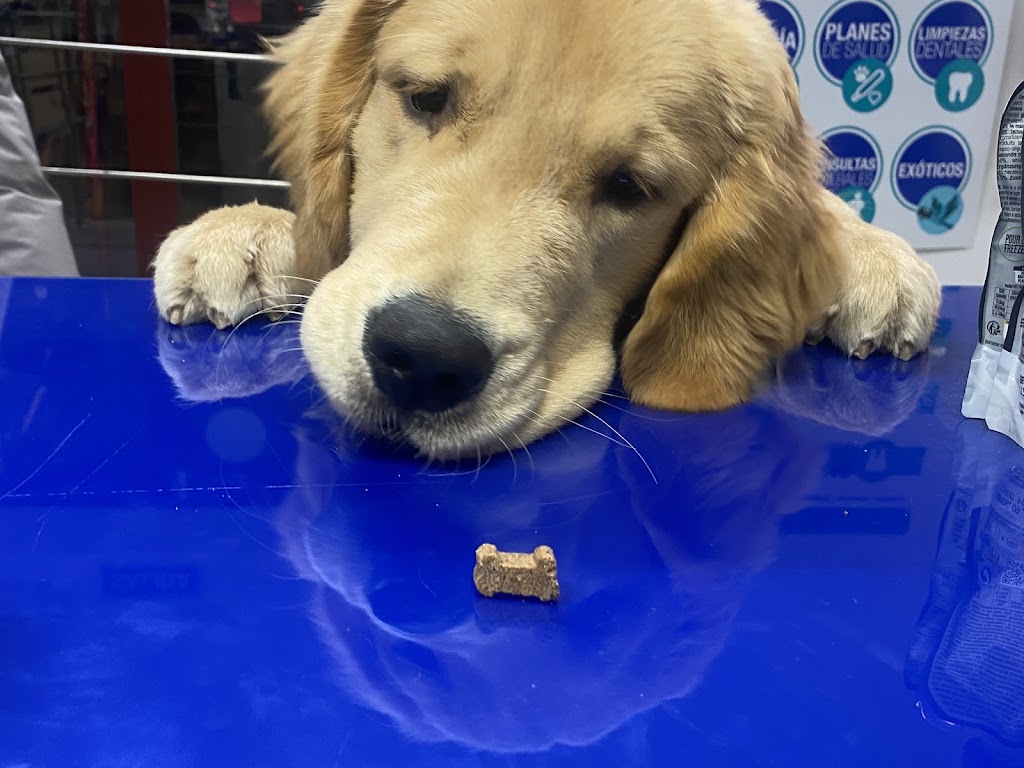 Tu Dogtora Clinica Veterinaria — Perro