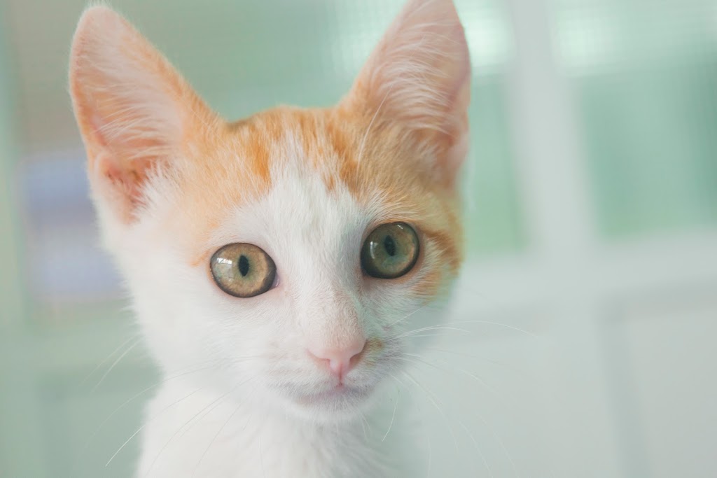 Clinica Veterinaria Escaleritas — Gato