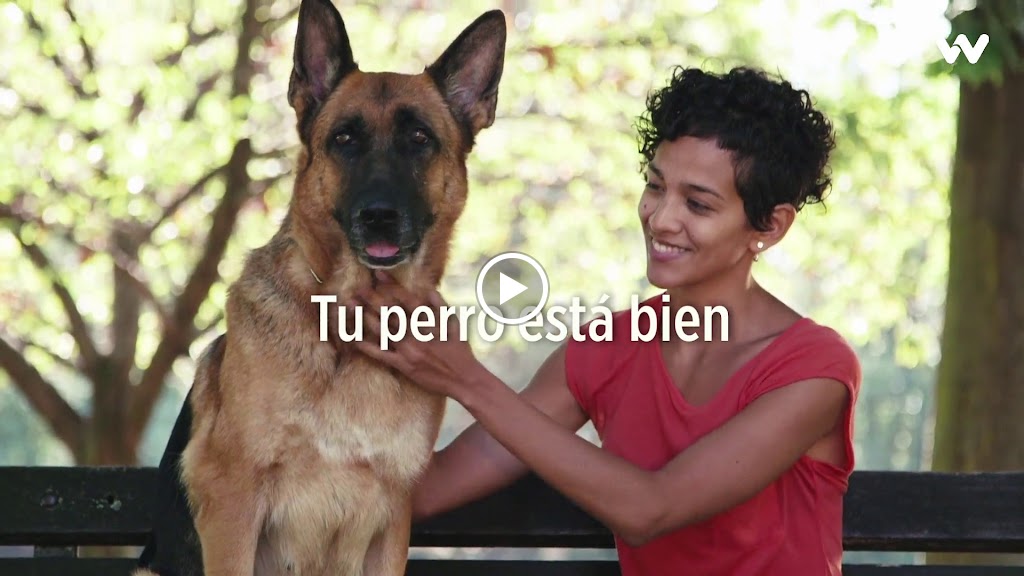 Clinica Veterinaria Wecan De Carreres — Videos