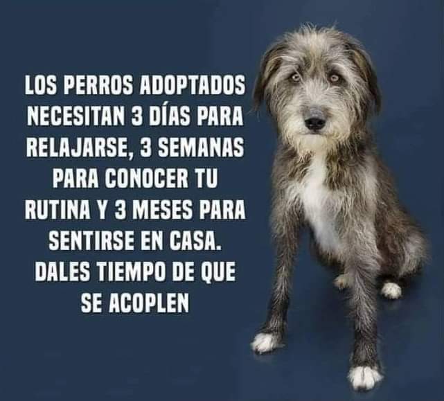 Animal Friends El Vendrell