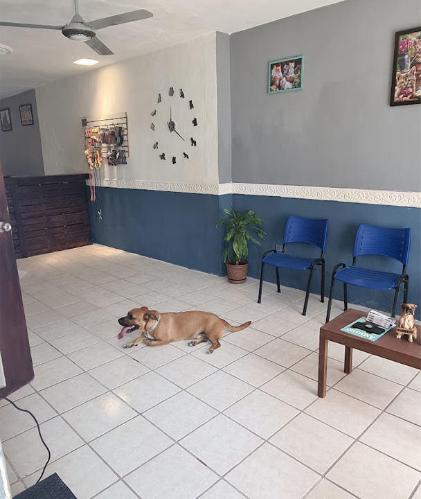 NOVET Clinica Veterinaria — Perro