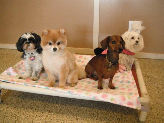 Dog day care center in South-Salt-Lake