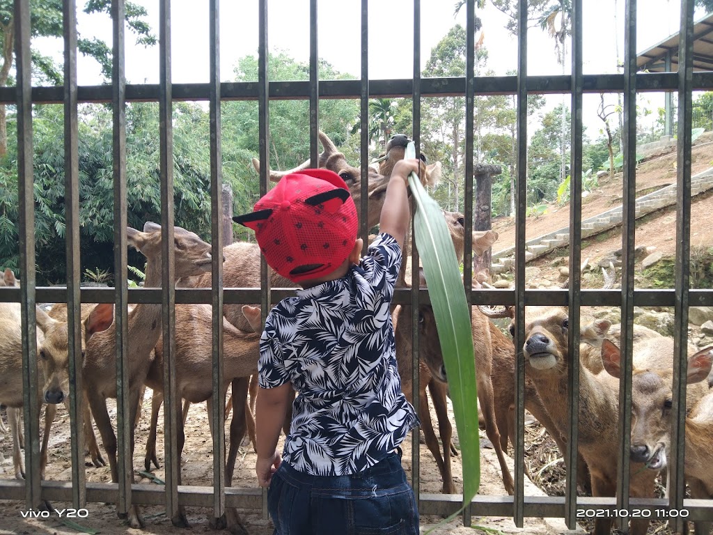 PENANGKARAN RUSA TAHURA WAN ABDUL RACHMAN LAMPUNG