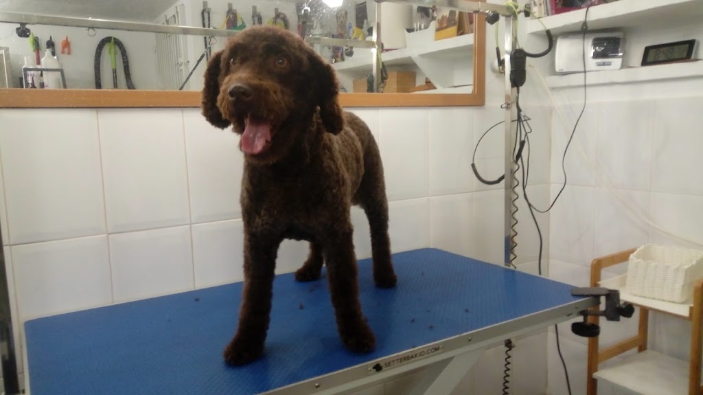 Clinica veterinaria Animal Club — Perro