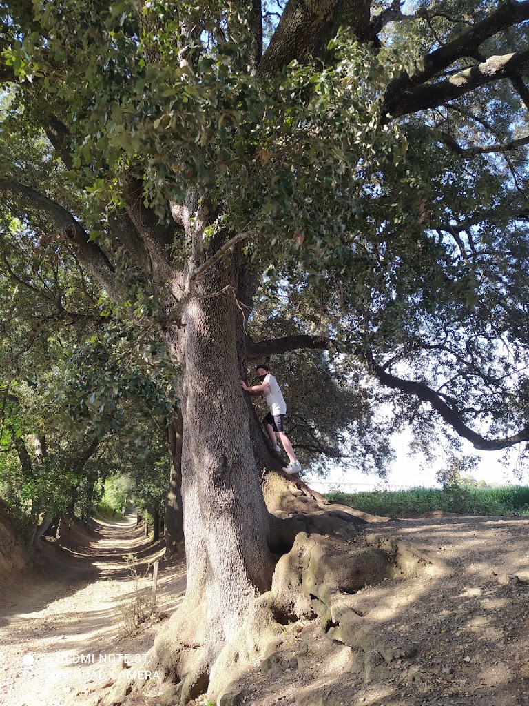 Camino Ral Sant Antoni Vilamajor - Encina grande