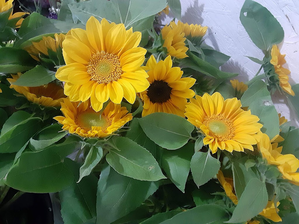 Blue Skys Blooms