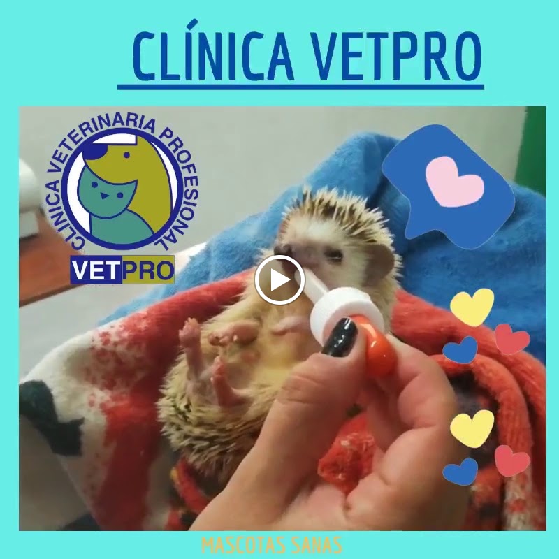 CLINICA VETPRO — Videos