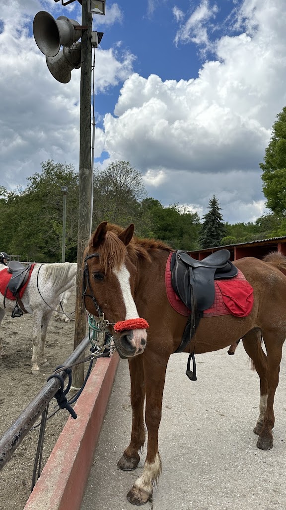 Hipica bonavista — Caballo