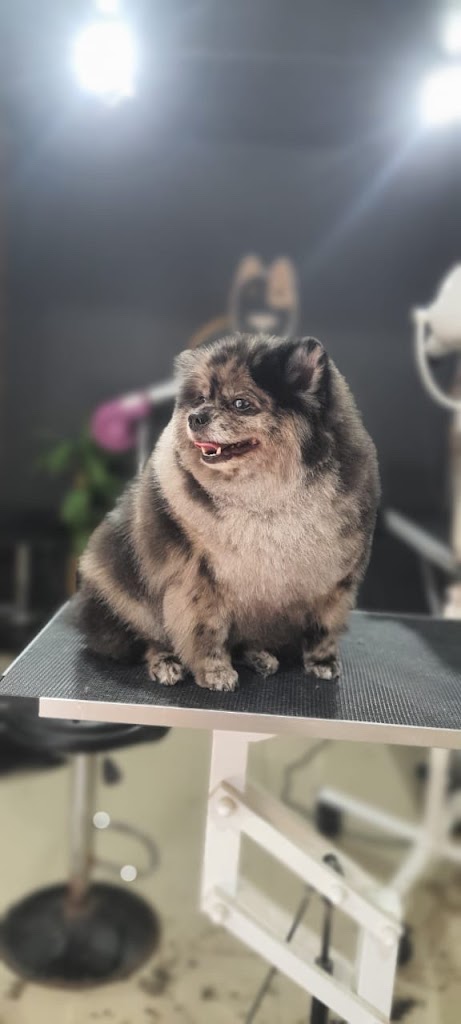 Gato