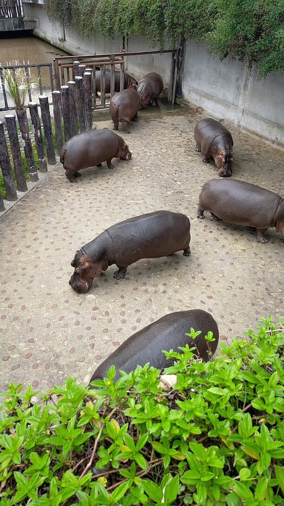 愛爾蘭瘋薯-動物園內店 的照片