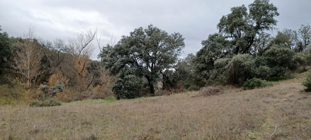 Campo de las matas