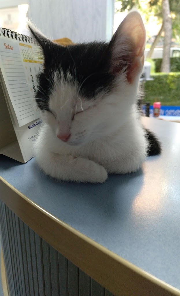 Veterinario Alcorcon — Gato