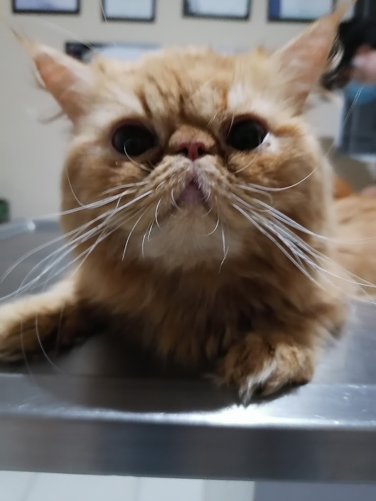 Animal Life Centro Veterinario — Gato