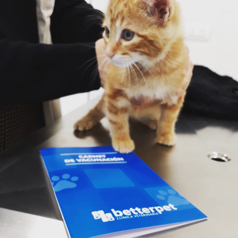 Gato