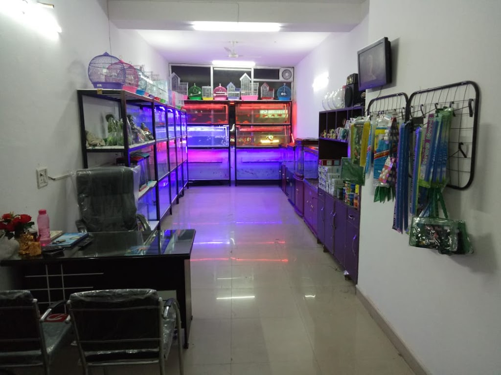 Honey Fish Gallery - Fish Aquarium In Zirakpur