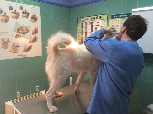 Mundo Vet Centro Veterinario — Del propietario