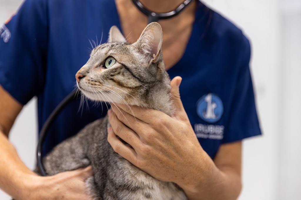 Clinica Veterinaria Irubide — Gato