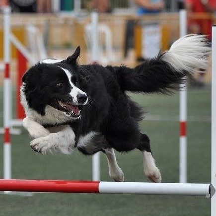 Espacio Canino "La Canada" Club de Agility "La Canada" — Del propietario