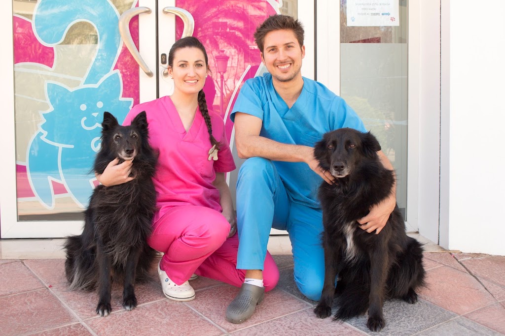 Estenova Clinica veterinaria — Perro
