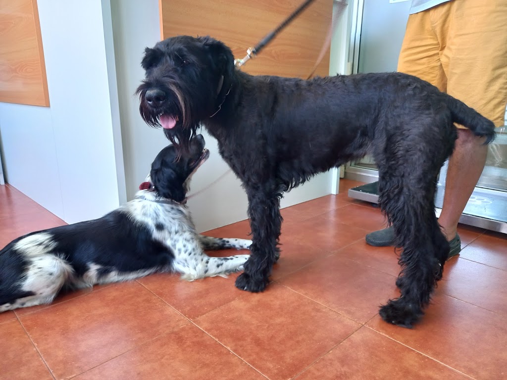 Integravet Centro Veterinario — Del propietario