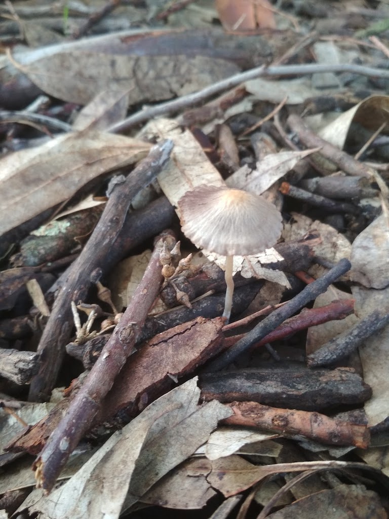 Merenderos El Roble de Lora