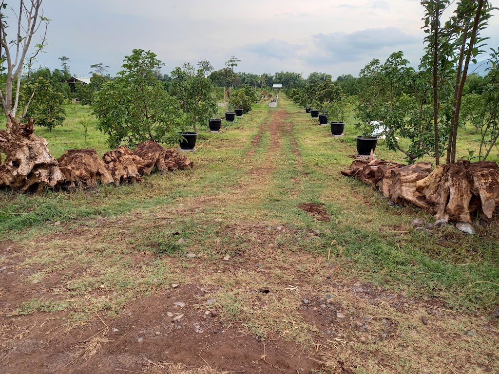 Kebun Alpokat Mas Wid