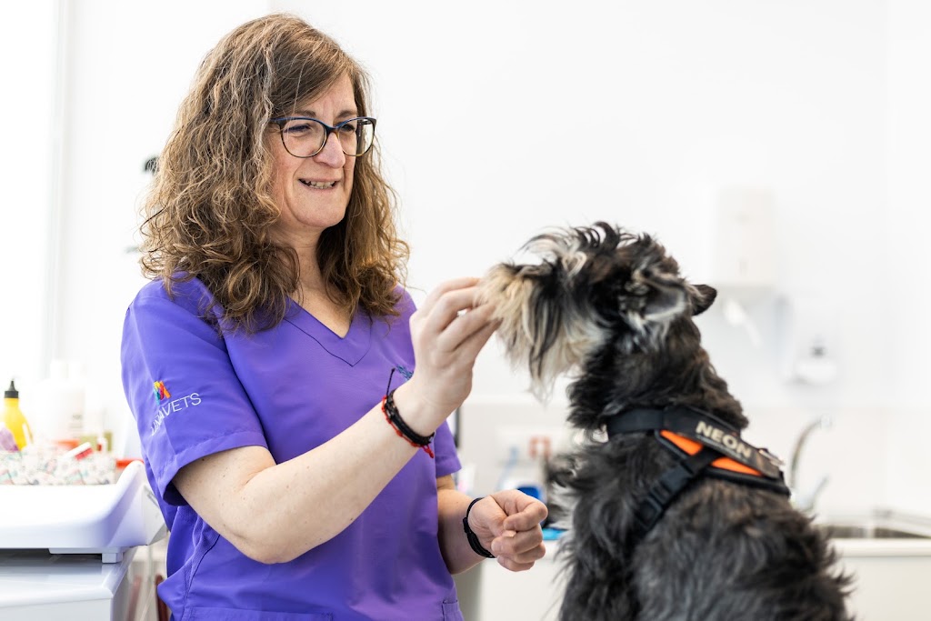 Clinica Veterinaria Bierzoo — Perro